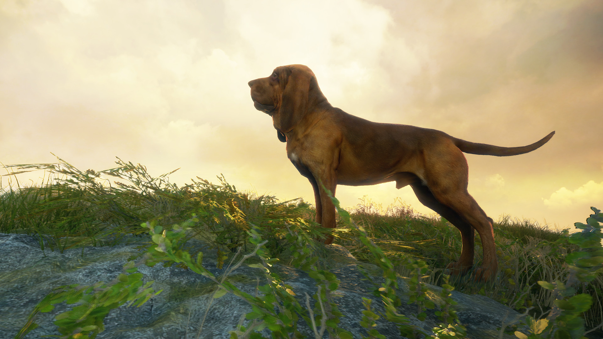 theHunter: Call of the Wild - Bloodhound DLC Steam Altergift [$ 5.64]